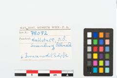 Foto von Bronzegewandnadel (NHMW-PRAE-078072)